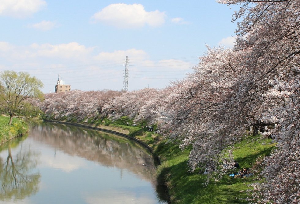 北越谷元荒川堤