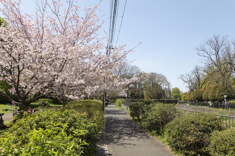 善福寺川緑地