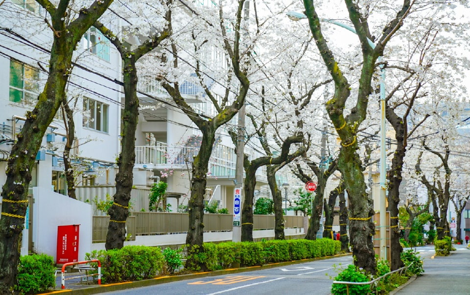 南大塚三丁目桜並木通り