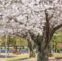 安城市総合運動公園