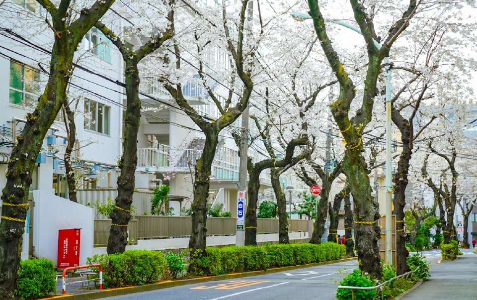 南大塚三丁目桜並木通り