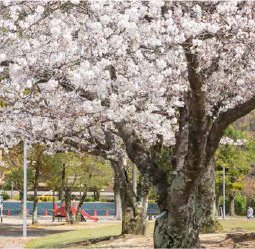 安城市総合運動公園