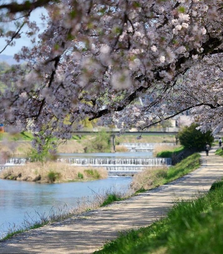 高野川