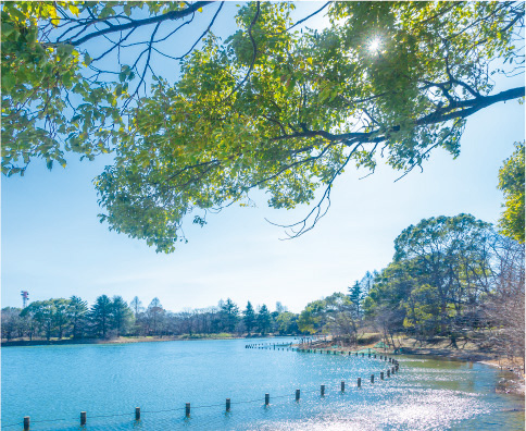 千葉県立柏の葉公園