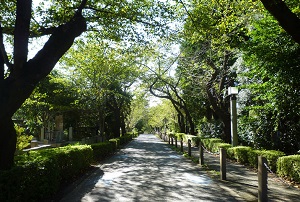 都立青山霊園中央通り