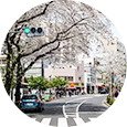 滝野川さくら通り商栄会