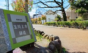 玉川上水緑道
