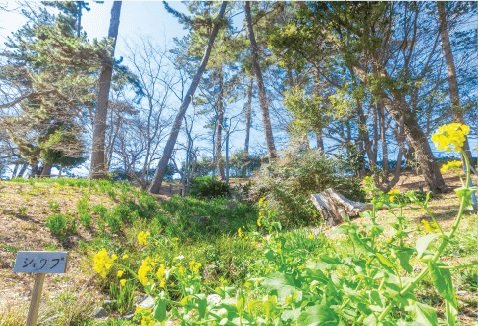 西町市民植樹の森