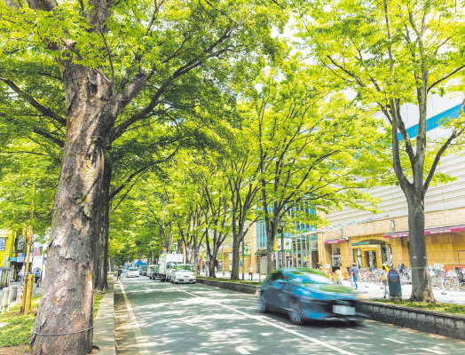 駅前のけやき並木