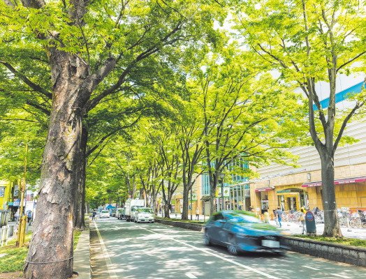 駅前のけやき並木