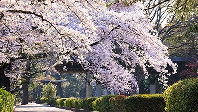 榴岡公園