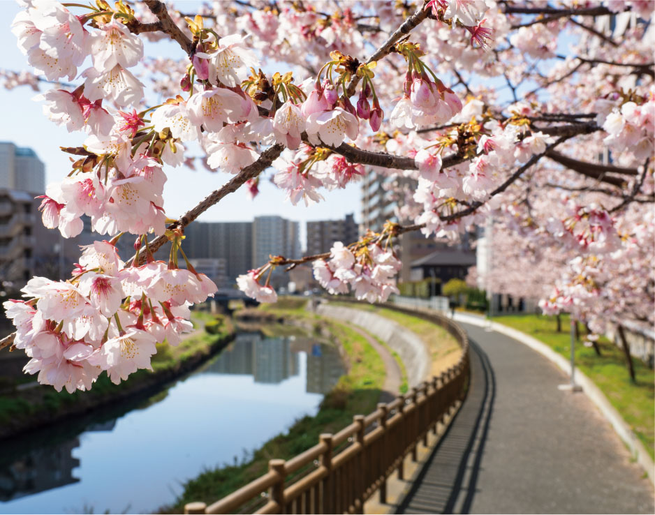 芝川