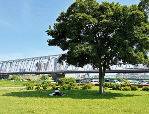 小岩菖蒲園