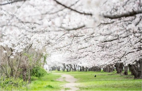 武庫川河川敷緑地