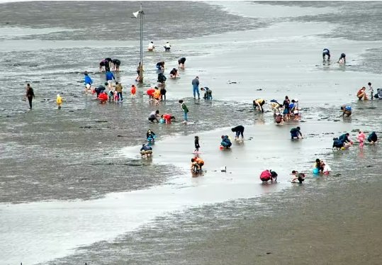 木更津海岸潮干狩場