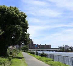 神崎川沿い遊歩道