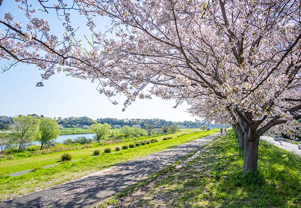 多摩沿線道路