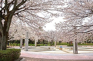 野川公園の桜
