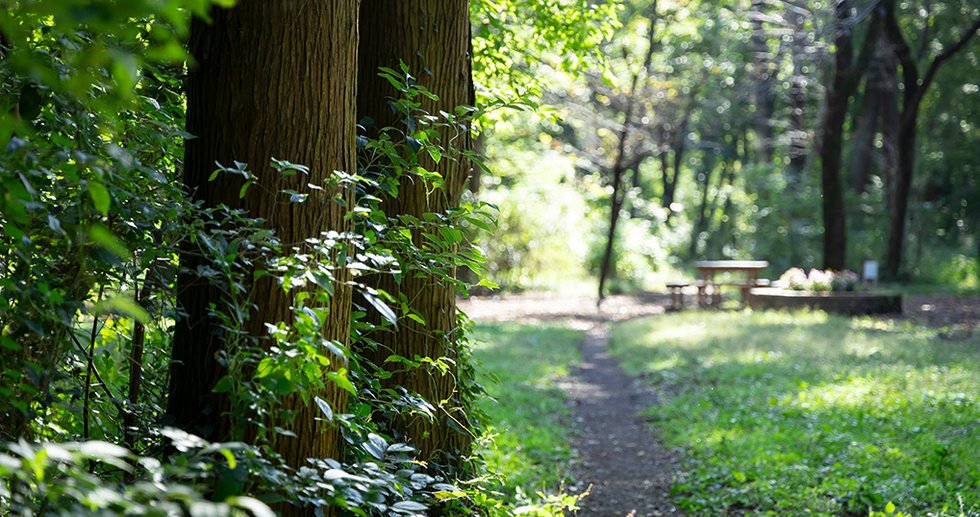 木もれびの森(相模原緑地)