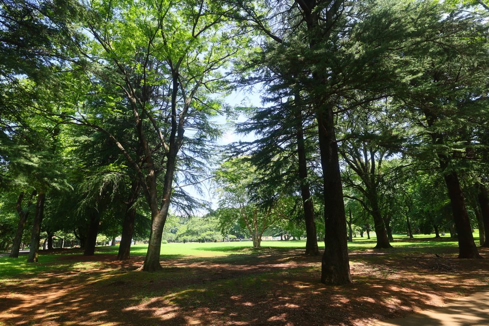 砧公園