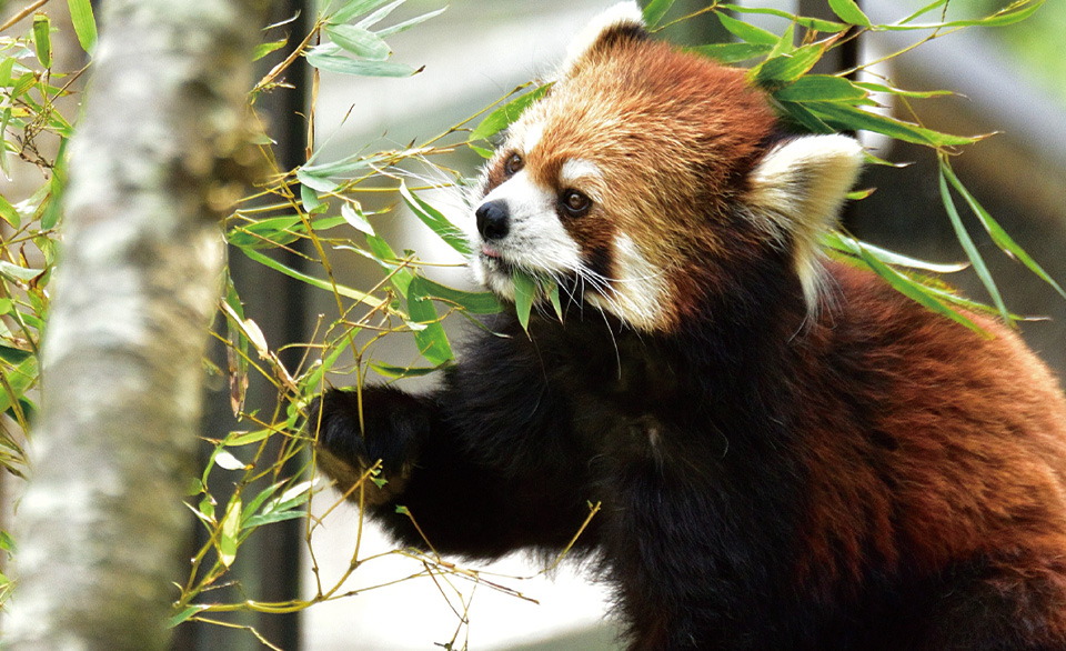 千葉市動物公園