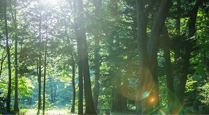 円山公園