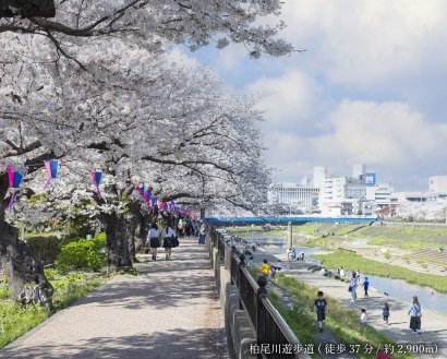 柏尾川遊歩道