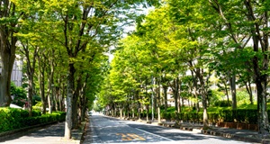 けやき通り