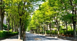 けやき通り