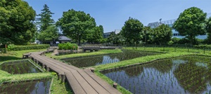 秋の陽公園