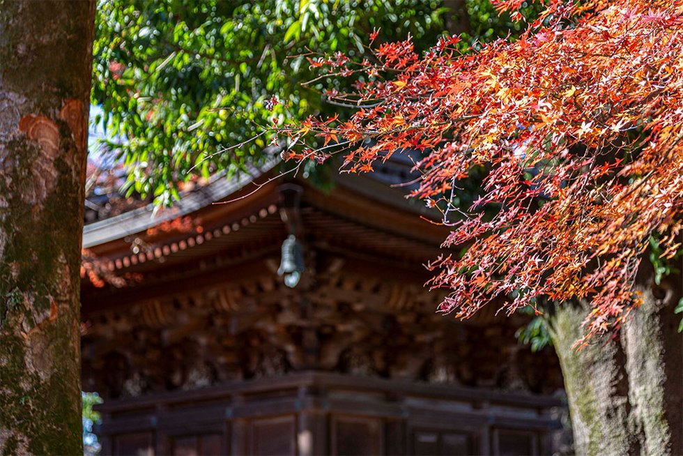 豪徳寺