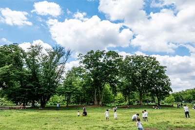 朝霞の森