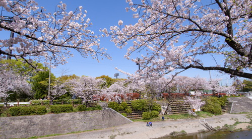 山崎川