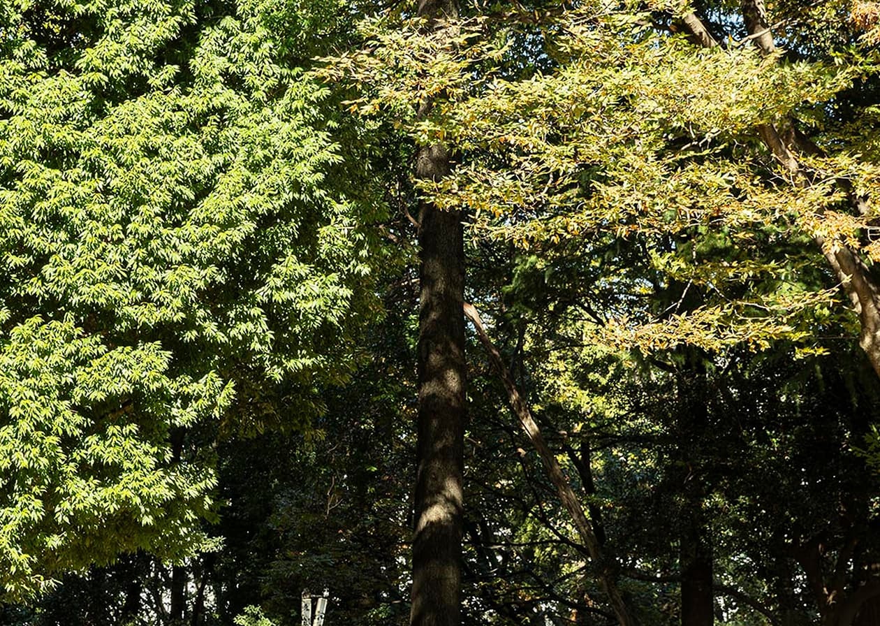 林試の森公園