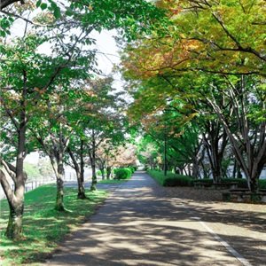 友愛の桜みち（上野学園ホールブロックの川沿い緑道）