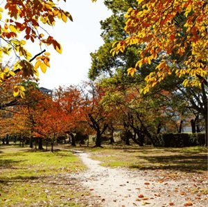 二葉の里歴史の散歩道
