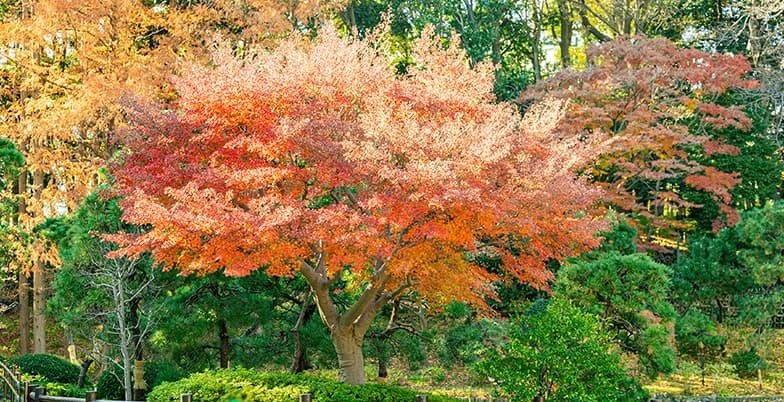 戸越公園