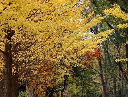 手稲稲積公園
