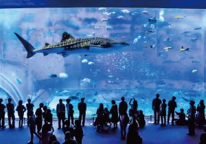 沖縄美ら海水族館
