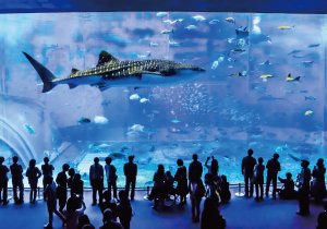沖縄美ら海水族館