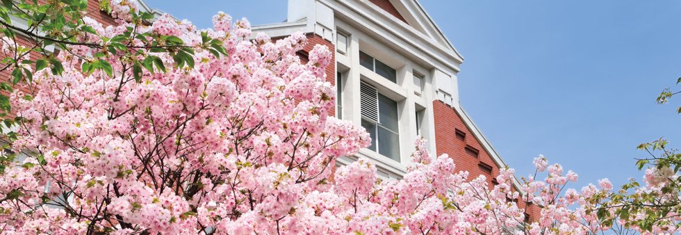 大阪造幣局・桜（春）