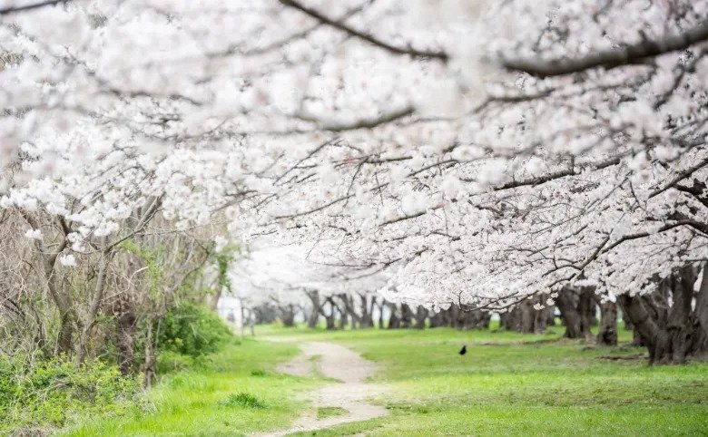 武庫川河川敷緑地