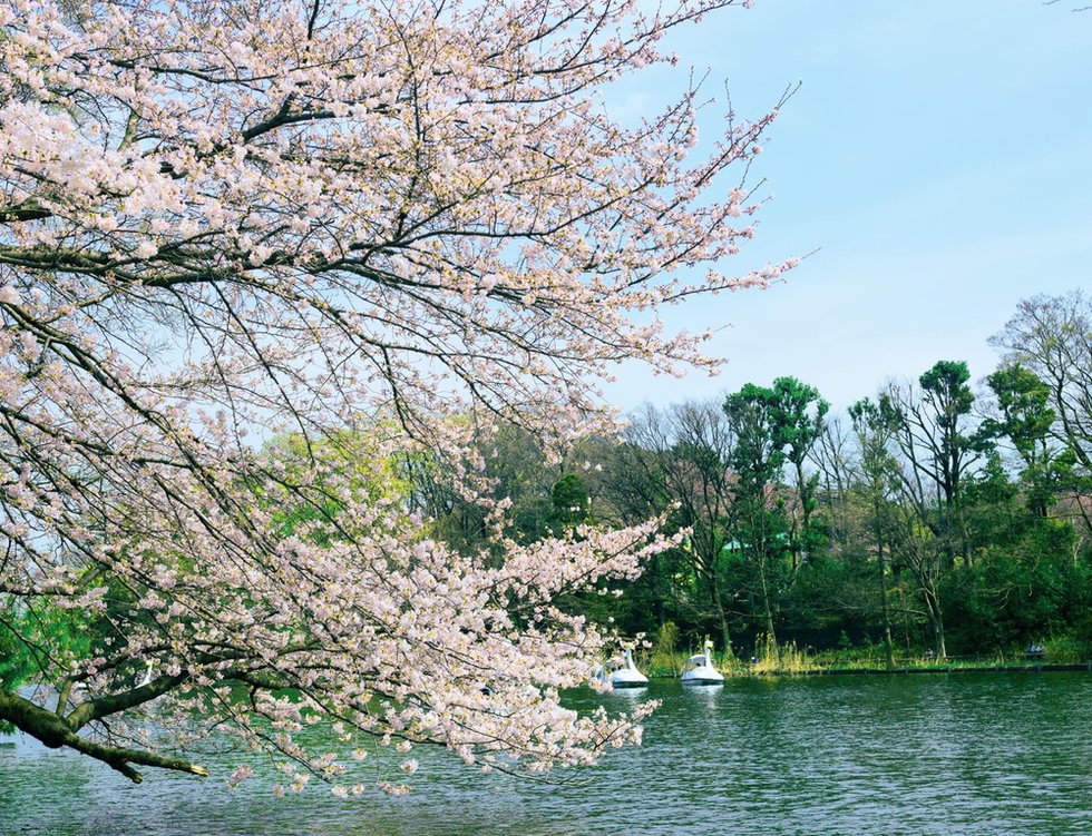 石神井公園