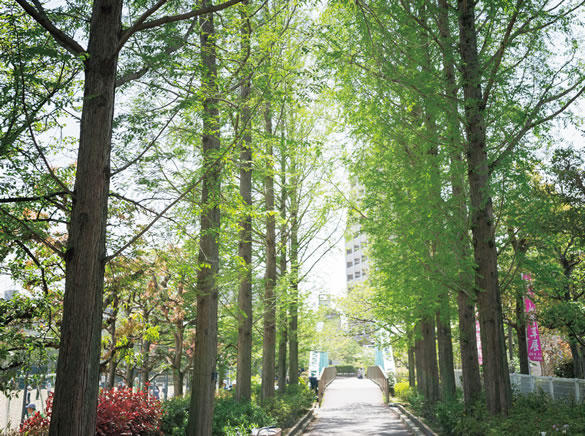 上ケ池公園