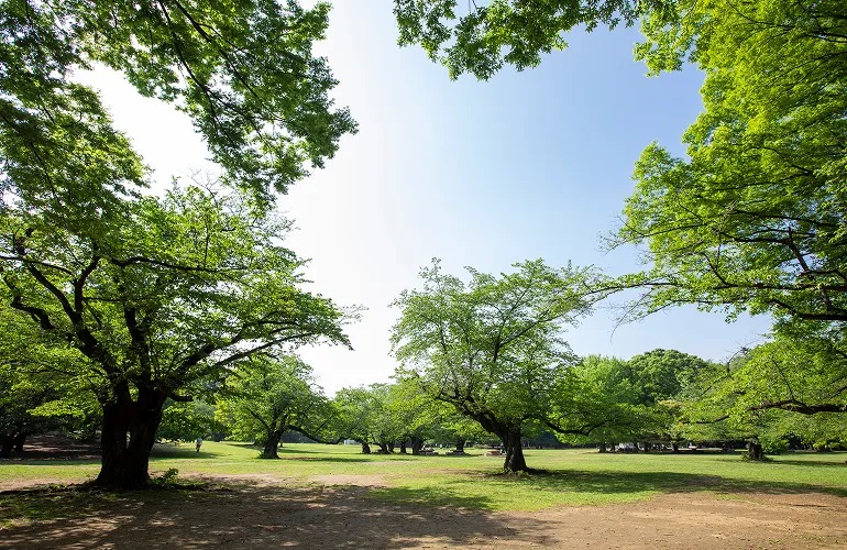 都立光が丘公園