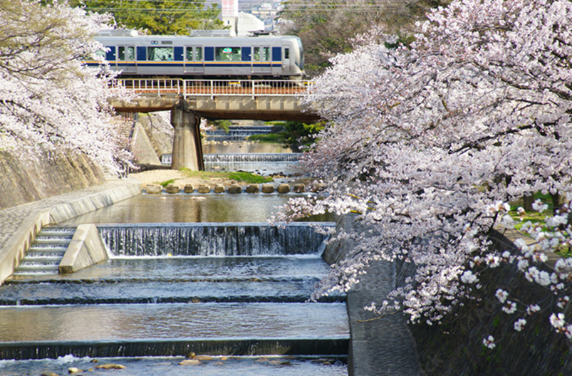 夙川河川敷緑地
