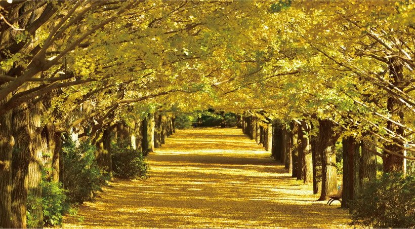 国営昭和記念公園