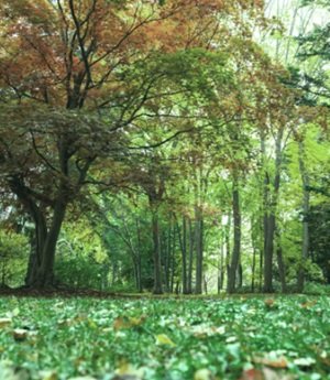 豊平公園