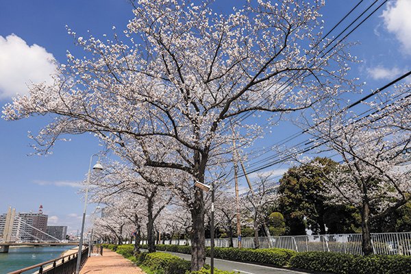 紫川さくら通り