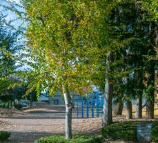 コアラ公園